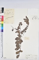 白飯樹藏品圖，第1張