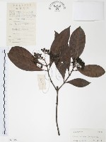 九節木、牛屎烏、青龍吐霧藏品圖，第1張