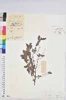 登錄號:S043894藏品圖，第1張