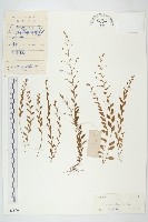 土丁桂藏品圖，第1張