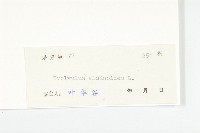 土丁桂藏品圖，第3張