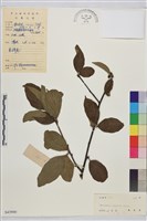 登錄號:S043900藏品圖，第1張