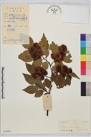 銅錢樹藏品圖，第1張