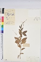 毛果巴豆藏品圖，第1張