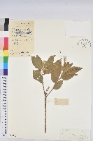 小巴豆藏品圖，第1張