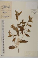 杓兒菜藏品圖，第1張