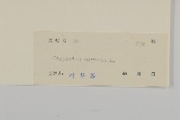 杓兒菜藏品圖，第3張