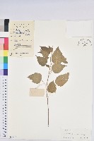 椴葉山麻桿藏品圖，第1張