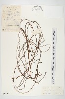 日本菟絲子藏品圖，第1張