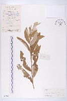 羊耳菊藏品圖，第1張