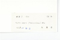 羊耳菊藏品圖，第3張