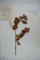 皺葉忍冬藏品圖，第1張