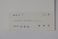 皺葉忍冬藏品圖，第2張