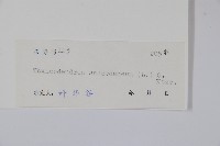 野漆、木臘樹藏品圖，第2張