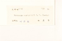毒根斑鳩菊藏品圖，第3張