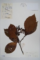 尼泊爾赤楊藏品圖，第1張