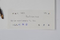 尼泊爾赤楊藏品圖，第2張