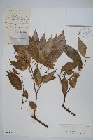 紅翅槭藏品圖，第1張