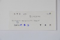 野扇花藏品圖，第2張