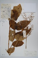 頭序蔥木藏品圖，第1張