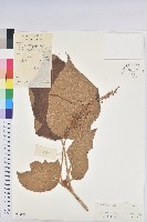 毛桐藏品圖，第1張