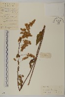 珍珠蒿、奇蒿藏品圖，第1張