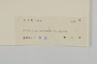 珍珠蒿、奇蒿藏品圖，第3張