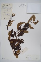 南酸棗藏品圖，第1張