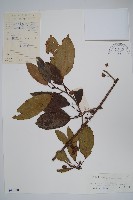 異色獼猴桃藏品圖，第1張