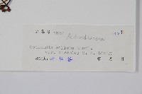 異色獼猴桃藏品圖，第2張