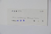 香冬青藏品圖，第2張