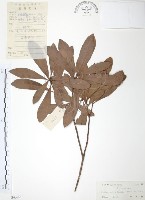 楊梅藏品圖，第1張