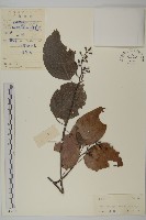 粉背南蛇藤藏品圖，第1張