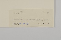 粉背南蛇藤藏品圖，第3張