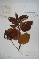 香樺藏品圖，第1張