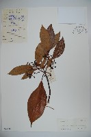 水紅木藏品圖，第1張