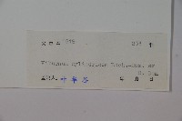 水紅木藏品圖，第2張