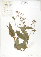 登錄號:S044001藏品圖，第1張