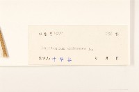 華澤蘭藏品圖，第3張