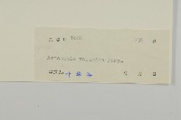 黃花蒿藏品圖，第3張