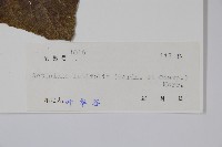 闊葉獼猴桃藏品圖，第2張