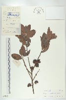 山紅柿藏品圖，第4張