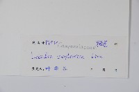 圓葉山梗菜藏品圖，第2張