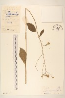 糙葉斑鳩菊藏品圖，第1張