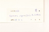 糙葉斑鳩菊藏品圖，第3張