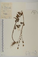 鬼針舅藏品圖，第1張