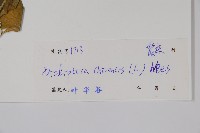 華九頭獅子草藏品圖，第2張