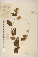 華澤蘭藏品圖，第1張