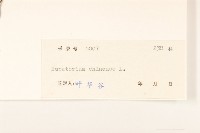 華澤蘭藏品圖，第3張