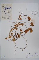 鷗蔓藏品圖，第1張